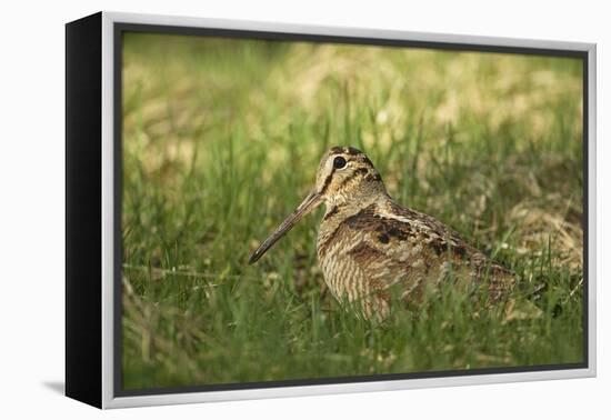 Woodcock (Scolopax Rusticola) Adult in Spring, Scotland, UK, April-Mark Hamblin-Framed Premier Image Canvas