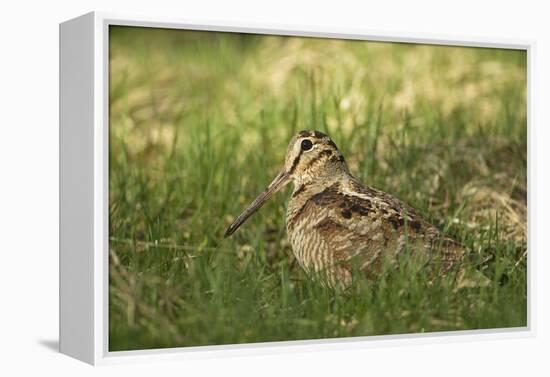 Woodcock (Scolopax Rusticola) Adult in Spring, Scotland, UK, April-Mark Hamblin-Framed Premier Image Canvas