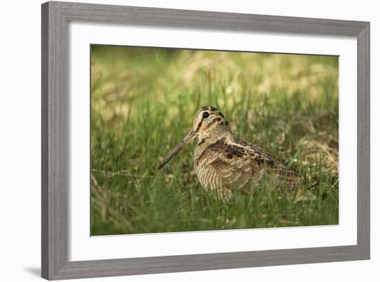 Woodcock (Scolopax Rusticola) Adult in Spring, Scotland, UK, April-Mark Hamblin-Framed Photographic Print