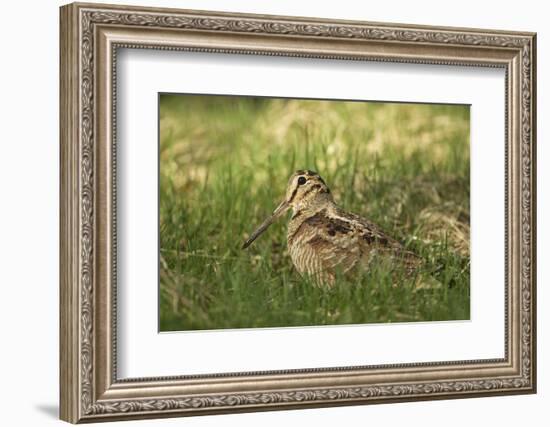 Woodcock (Scolopax Rusticola) Adult in Spring, Scotland, UK, April-Mark Hamblin-Framed Photographic Print