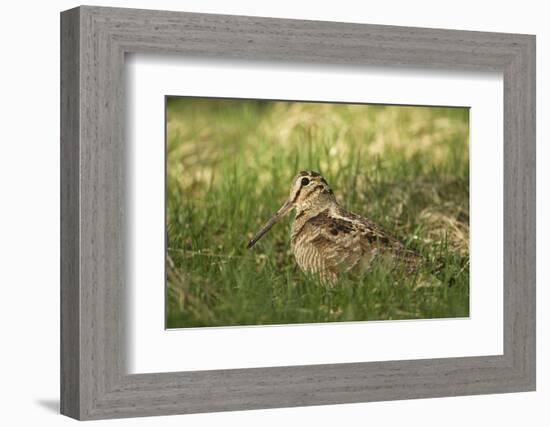 Woodcock (Scolopax Rusticola) Adult in Spring, Scotland, UK, April-Mark Hamblin-Framed Photographic Print