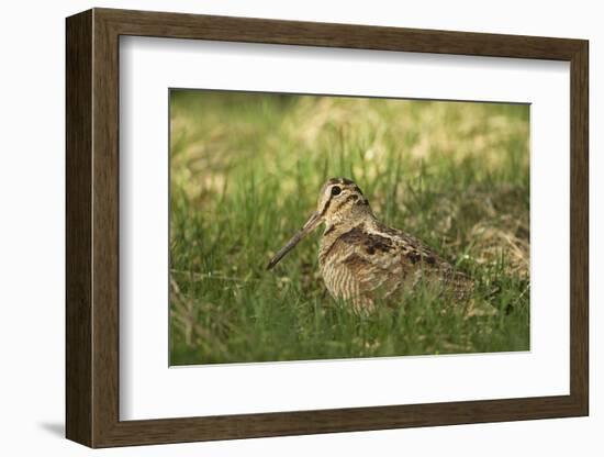 Woodcock (Scolopax Rusticola) Adult in Spring, Scotland, UK, April-Mark Hamblin-Framed Photographic Print