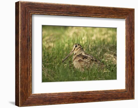 Woodcock (Scolopax Rusticola) Adult in Spring, Scotland, UK, April-Mark Hamblin-Framed Photographic Print