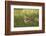 Woodcock (Scolopax Rusticola) Adult in Spring, Scotland, UK, April-Mark Hamblin-Framed Photographic Print