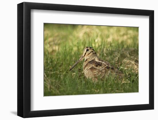 Woodcock (Scolopax Rusticola) Adult in Spring, Scotland, UK, April-Mark Hamblin-Framed Photographic Print