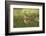 Woodcock (Scolopax Rusticola) Adult in Spring, Scotland, UK, April-Mark Hamblin-Framed Photographic Print