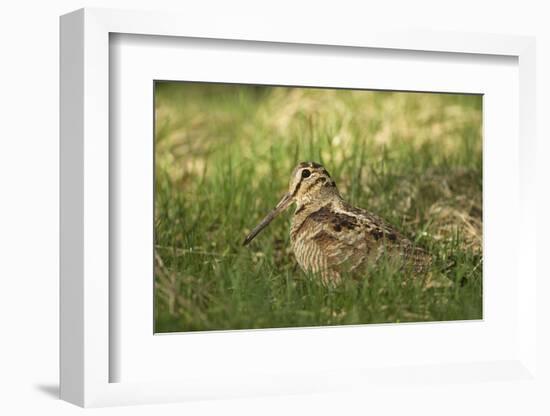 Woodcock (Scolopax Rusticola) Adult in Spring, Scotland, UK, April-Mark Hamblin-Framed Photographic Print