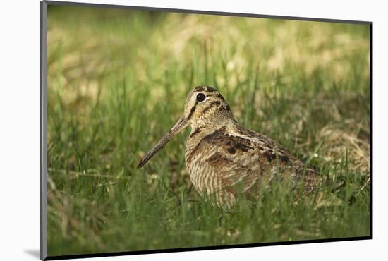 Woodcock (Scolopax Rusticola) Adult in Spring, Scotland, UK, April-Mark Hamblin-Mounted Photographic Print