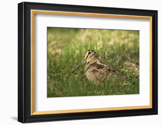 Woodcock (Scolopax Rusticola) Adult in Spring, Scotland, UK, April-Mark Hamblin-Framed Photographic Print