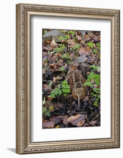 Woodcock (Scolopax Rusticola) Camouflaged and Resting in Leaf Litter-Robert Thompson-Framed Photographic Print