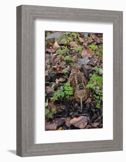 Woodcock (Scolopax Rusticola) Camouflaged and Resting in Leaf Litter-Robert Thompson-Framed Photographic Print