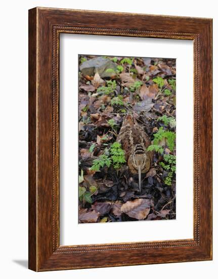 Woodcock (Scolopax Rusticola) Camouflaged and Resting in Leaf Litter-Robert Thompson-Framed Photographic Print