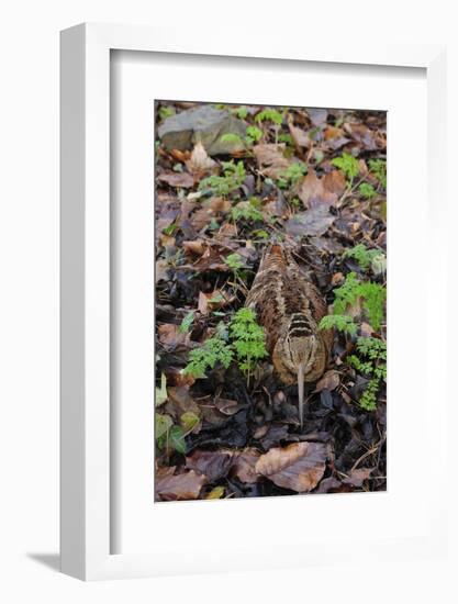 Woodcock (Scolopax Rusticola) Camouflaged and Resting in Leaf Litter-Robert Thompson-Framed Photographic Print
