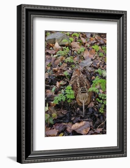 Woodcock (Scolopax Rusticola) Camouflaged and Resting in Leaf Litter-Robert Thompson-Framed Photographic Print