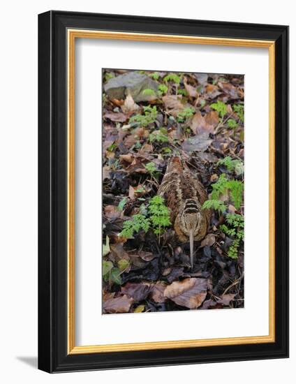 Woodcock (Scolopax Rusticola) Camouflaged and Resting in Leaf Litter-Robert Thompson-Framed Photographic Print