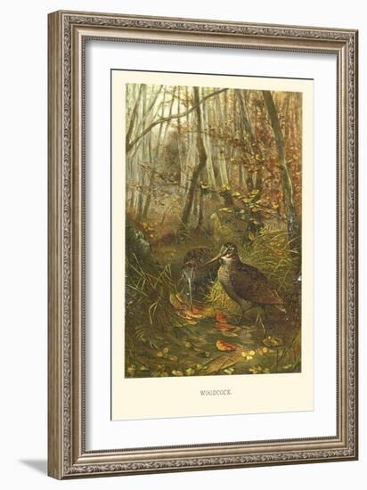 Woodcock-null-Framed Art Print