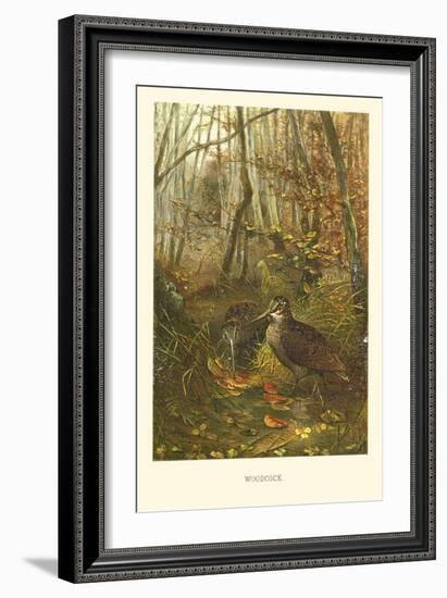 Woodcock-null-Framed Art Print