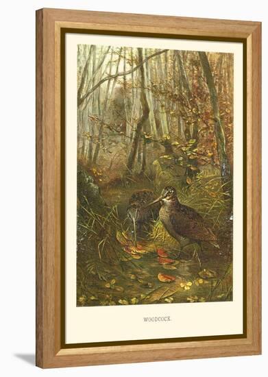 Woodcock-null-Framed Stretched Canvas