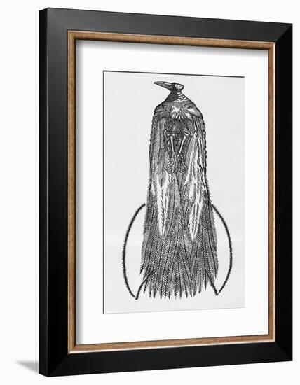 Woodcut Illustration of Bird-of-paradise-Middle Temple Library-Framed Photographic Print