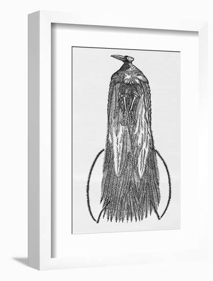 Woodcut Illustration of Bird-of-paradise-Middle Temple Library-Framed Photographic Print