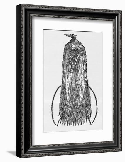 Woodcut Illustration of Bird-of-paradise-Middle Temple Library-Framed Photographic Print