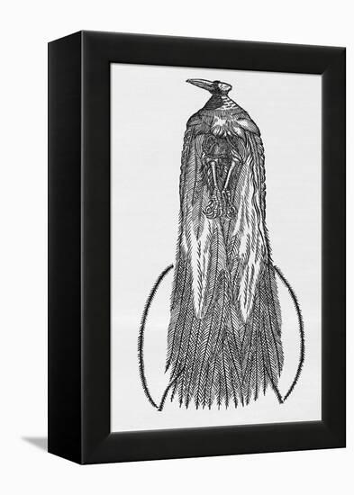 Woodcut Illustration of Bird-of-paradise-Middle Temple Library-Framed Premier Image Canvas