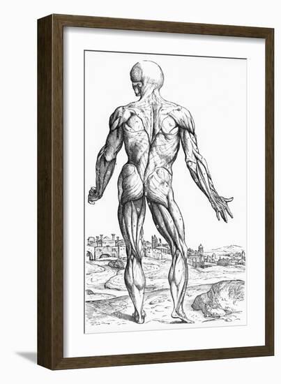 Woodcut Illustration of the Superficial Muscles in Posterior View-Andreas Vesalius-Framed Giclee Print