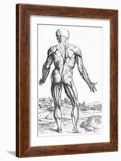 Woodcut Illustration of the Superficial Muscles in Posterior View-Andreas Vesalius-Framed Giclee Print