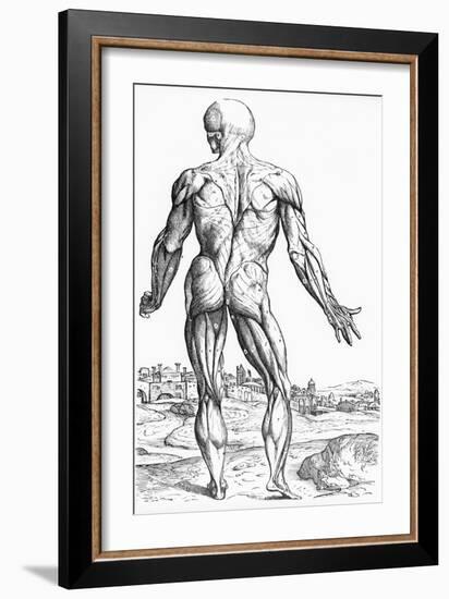 Woodcut Illustration of the Superficial Muscles in Posterior View-Andreas Vesalius-Framed Giclee Print