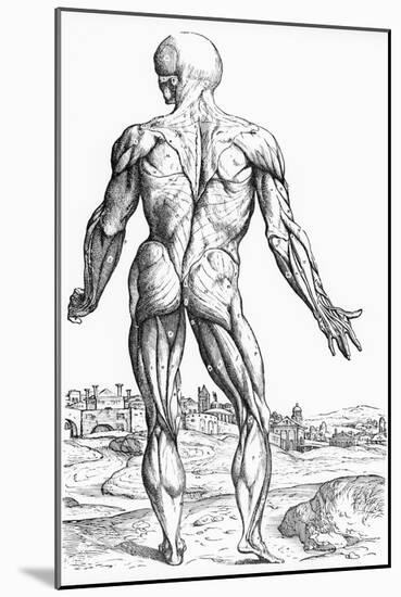 Woodcut Illustration of the Superficial Muscles in Posterior View-Andreas Vesalius-Mounted Giclee Print