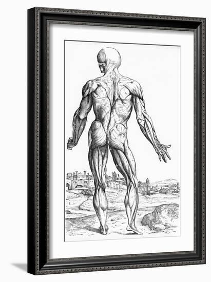 Woodcut Illustration of the Superficial Muscles in Posterior View-Andreas Vesalius-Framed Giclee Print