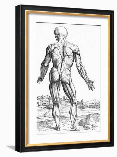 Woodcut Illustration of the Superficial Muscles in Posterior View-Andreas Vesalius-Framed Giclee Print