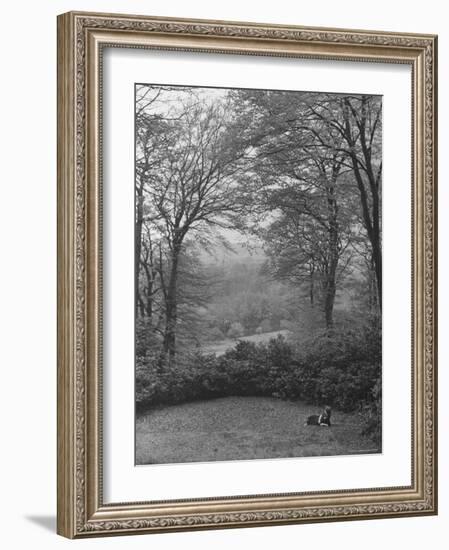 Wooded Area on Cliveden, Estate Owned by Lord William Waldorf Astor and Wife Lady Nancy Astor-Hans Wild-Framed Photographic Print