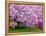 Wooden Bench under Cherry Blossom Tree in Winterthur Gardens, Wilmington, Delaware, Usa-Jay O'brien-Framed Premier Image Canvas