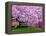 Wooden Bench under Cherry Blossom Tree in Winterthur Gardens, Wilmington, Delaware, Usa-Jay O'brien-Framed Premier Image Canvas