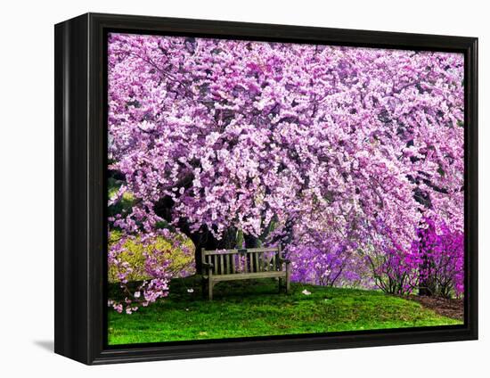 Wooden Bench under Cherry Blossom Tree in Winterthur Gardens, Wilmington, Delaware, Usa-Jay O'brien-Framed Premier Image Canvas