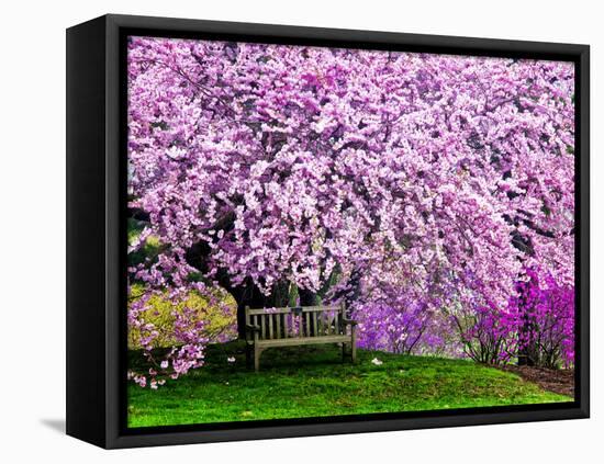 Wooden Bench under Cherry Blossom Tree in Winterthur Gardens, Wilmington, Delaware, Usa-Jay O'brien-Framed Premier Image Canvas