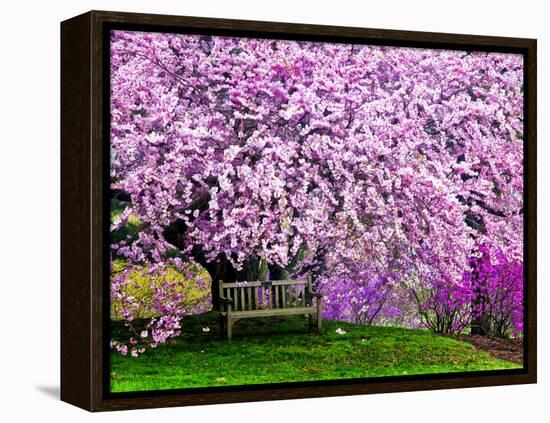 Wooden Bench under Cherry Blossom Tree in Winterthur Gardens, Wilmington, Delaware, Usa-Jay O'brien-Framed Premier Image Canvas