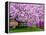 Wooden Bench under Cherry Blossom Tree in Winterthur Gardens, Wilmington, Delaware, Usa-Jay O'brien-Framed Premier Image Canvas