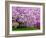 Wooden Bench under Cherry Blossom Tree in Winterthur Gardens, Wilmington, Delaware, Usa-Jay O'brien-Framed Photographic Print