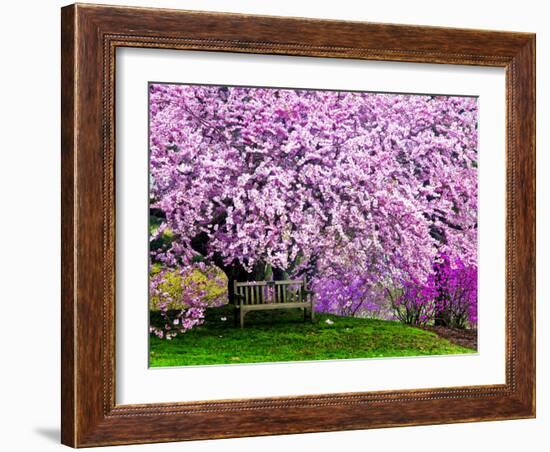 Wooden Bench under Cherry Blossom Tree in Winterthur Gardens, Wilmington, Delaware, Usa-Jay O'brien-Framed Photographic Print