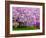 Wooden Bench under Cherry Blossom Tree in Winterthur Gardens, Wilmington, Delaware, Usa-Jay O'brien-Framed Photographic Print