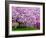 Wooden Bench under Cherry Blossom Tree in Winterthur Gardens, Wilmington, Delaware, Usa-Jay O'brien-Framed Photographic Print