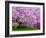 Wooden Bench under Cherry Blossom Tree in Winterthur Gardens, Wilmington, Delaware, Usa-Jay O'brien-Framed Photographic Print