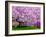 Wooden Bench under Cherry Blossom Tree in Winterthur Gardens, Wilmington, Delaware, Usa-Jay O'brien-Framed Photographic Print