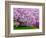 Wooden Bench under Cherry Blossom Tree in Winterthur Gardens, Wilmington, Delaware, Usa-Jay O'brien-Framed Photographic Print