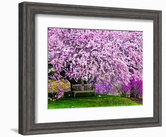 Wooden Bench under Cherry Blossom Tree in Winterthur Gardens, Wilmington, Delaware, Usa-Jay O'brien-Framed Photographic Print