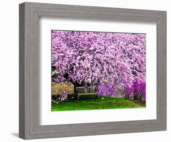 Wooden Bench under Cherry Blossom Tree in Winterthur Gardens, Wilmington, Delaware, Usa-Jay O'brien-Framed Photographic Print