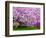 Wooden Bench under Cherry Blossom Tree in Winterthur Gardens, Wilmington, Delaware, Usa-Jay O'brien-Framed Photographic Print