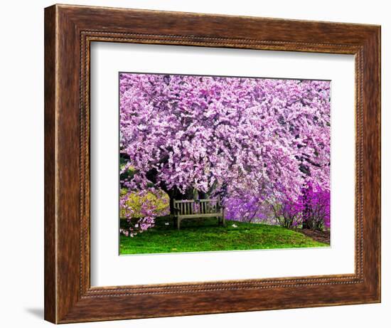 Wooden Bench under Cherry Blossom Tree in Winterthur Gardens, Wilmington, Delaware, Usa-Jay O'brien-Framed Photographic Print